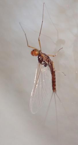 Serratella ignita